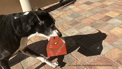 Happy Great Dane Delivers Publix Chicken and Snacks With Her Brother