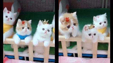 Four Cute Cats Play With Song lovely moments Never See