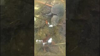 Tiny Turtle grabs my bait off the hook