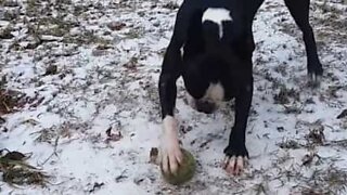 Dog's favorite ball gets frozen