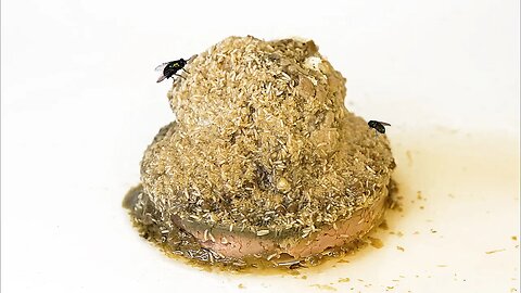 Rotting Liver Paste Meat - Melting Like Icecream Timelapse