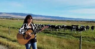 Woman leads a herd of cows with her singing