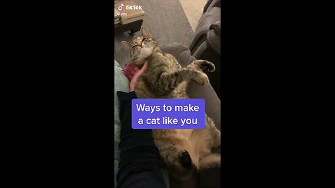 Ways To Make A Cat Like You