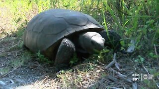 Boyd Hill planting new habitat to protect threatened gopher tortoise