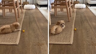 Puppy attempts to resist treat, adorably fails