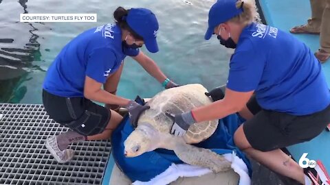 Turtles Fly Too transports endangered sea turtle to San Diego