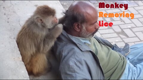 Funny - Monkey Lice Picking - He has treatment
