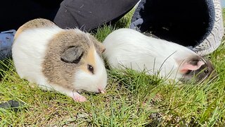 Abandoned Guinea Pigs Rescued and Bathed by Groomer.