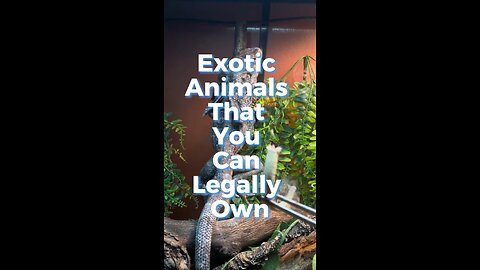 Exotic animals that you can legally own😍