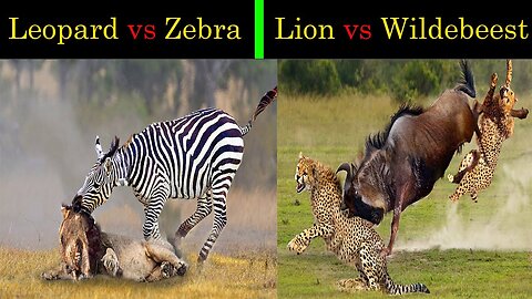 The_clumsy_Lion_was_fiercely_retaliated_by_the_herbivore_-_Harsh_Life_of_Wild_Animals,Zebra,_Leopard
