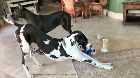 Great Danes Interrupt Howling Playtime To Become Watch Dogs