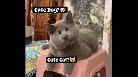 Cute Dog? 🐶 Or Cute Cat? 😺