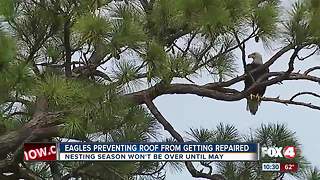 Eagle Preventing Roof From Getting Repaired