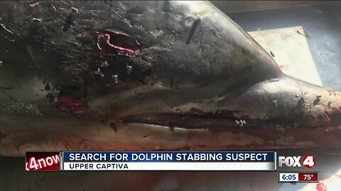 Reward offered for info on dead dolphin found with stab wounds in Southwest Florida