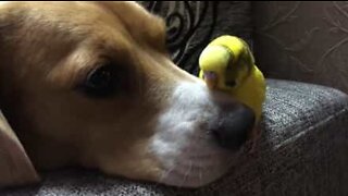 Amicizia improbabile fra un cane e un piccolo pappagallo