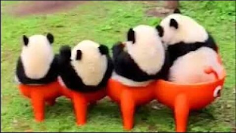 Funny & Cute Panda Panda Videos Compilation