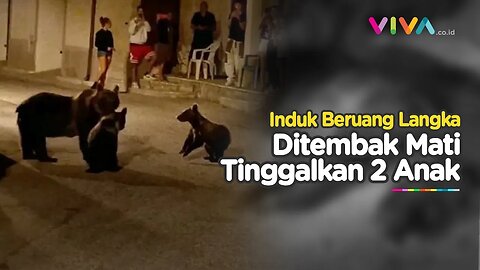 Penampakan Beruang Cokelat Terancam Punah Mati Dibunuh