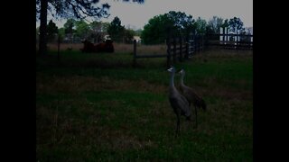 Morning Sandhill Cranes