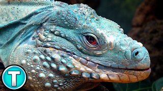 Endangered Blue Iguana | World's Weirdest Animals