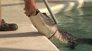 Gator found relaxing in residential swimming pool
