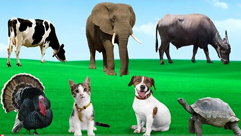 Familiar Animal Names - Turkey, Dog, Cat, Dairy Cow, Turtle, Buffalo