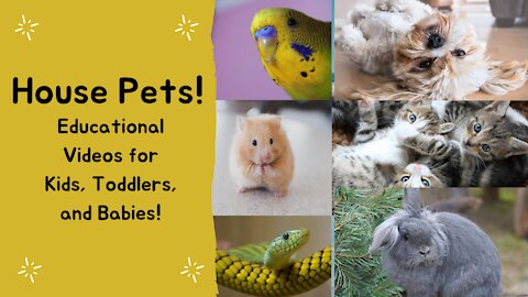 House Pets! | Educational Videos for Kids, Toddlers, and Babies