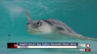 Endangered Sea turtle released from CROW