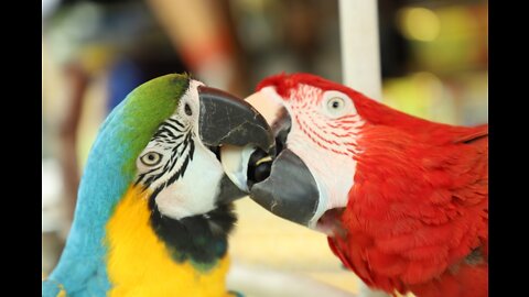 macau kiss to cocktail bird