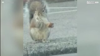 Esquilo visto a comer asa de frango em Rhode Island