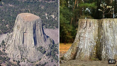 The TREES before the GREAT FLOOD