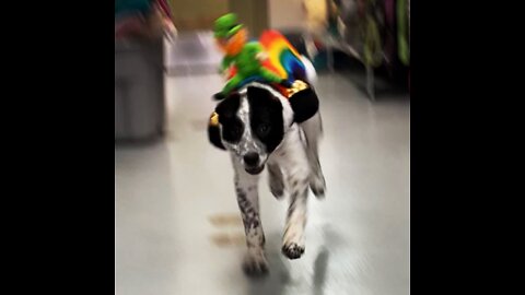 St.Patty’s Day dog costume ❤️🍀