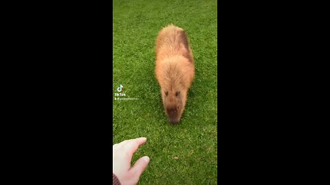 Cool Capybara