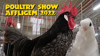 Poultry show Affligem 2022