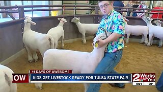 Kids get livestock ready for Tulsa State Fair