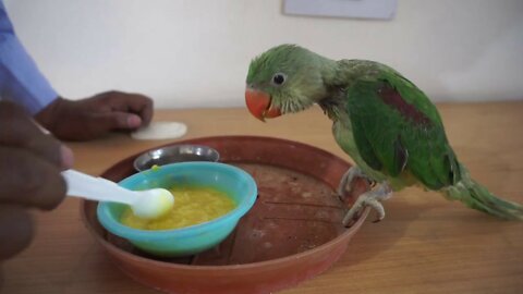 how to feed baby parrot