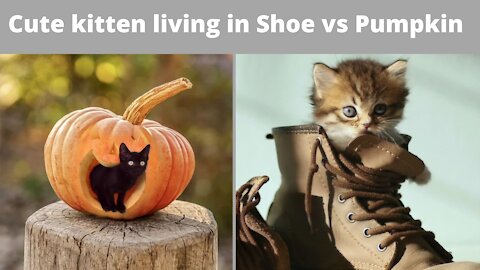 Adorable kitten living in shoe vs cute kitten living in pumpkin