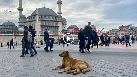 When all else fails, blame the dogs - Erdogan wants to kill millions of them