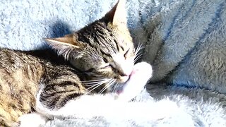 Little Cat Washes His Paws