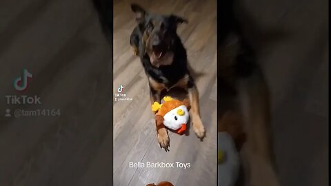 Bellas Barkbox Toys #bella #dog #adorabledog #barkbox