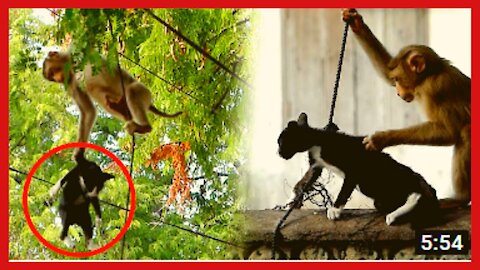 Really pity ! The poorest cat was caught by a teenage monkey on a tall tree - the cat fell down