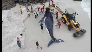 Strandet hval bliver reddet på brasiliansk strand