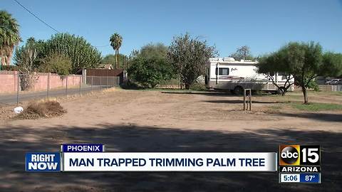 Man injured while trying to trim a palm tree in Phoenix