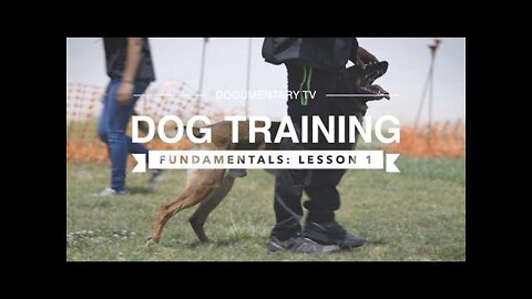 How To Make Dog Become Fully aggressive With Few Simple Tips