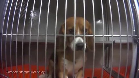 Congressional hearing: Fauci funded cruel experiments.