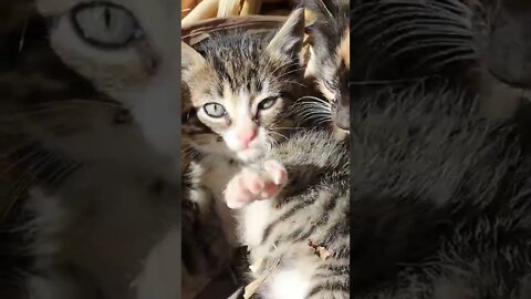 Kittens in the Cornstalks! Cute Fall Kittens at Heartway Farms #shorts #kitten #barncat #fyp #cute