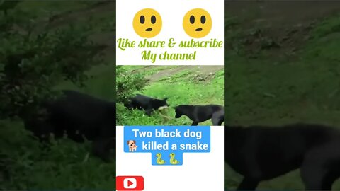 Two black dog 🐕 killed a snake 🐍#shorts #youtubeshorts