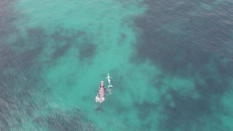 Drone captures rare footage of albino whale calf