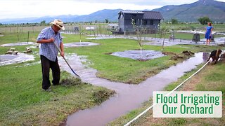 Watering With Snow Melt in the Summer - Flood Irrigation for Our Little Orchard