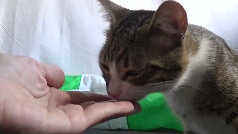 Cute Kitten Eats from My Hand