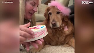 Dog gets birthday cake on owner's birthday